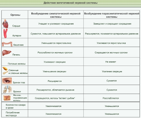 Заполните схему отделы вегетативной нервной системы